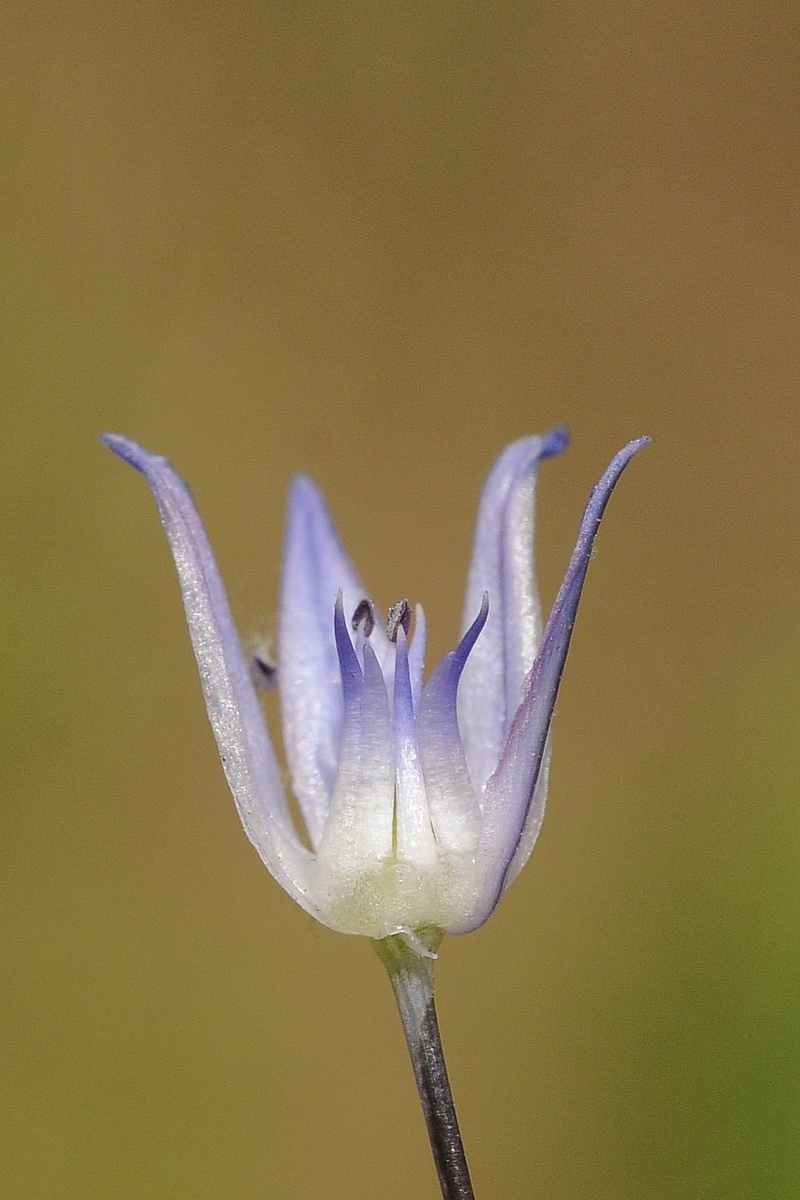 Image of Allium litvinovii specimen.