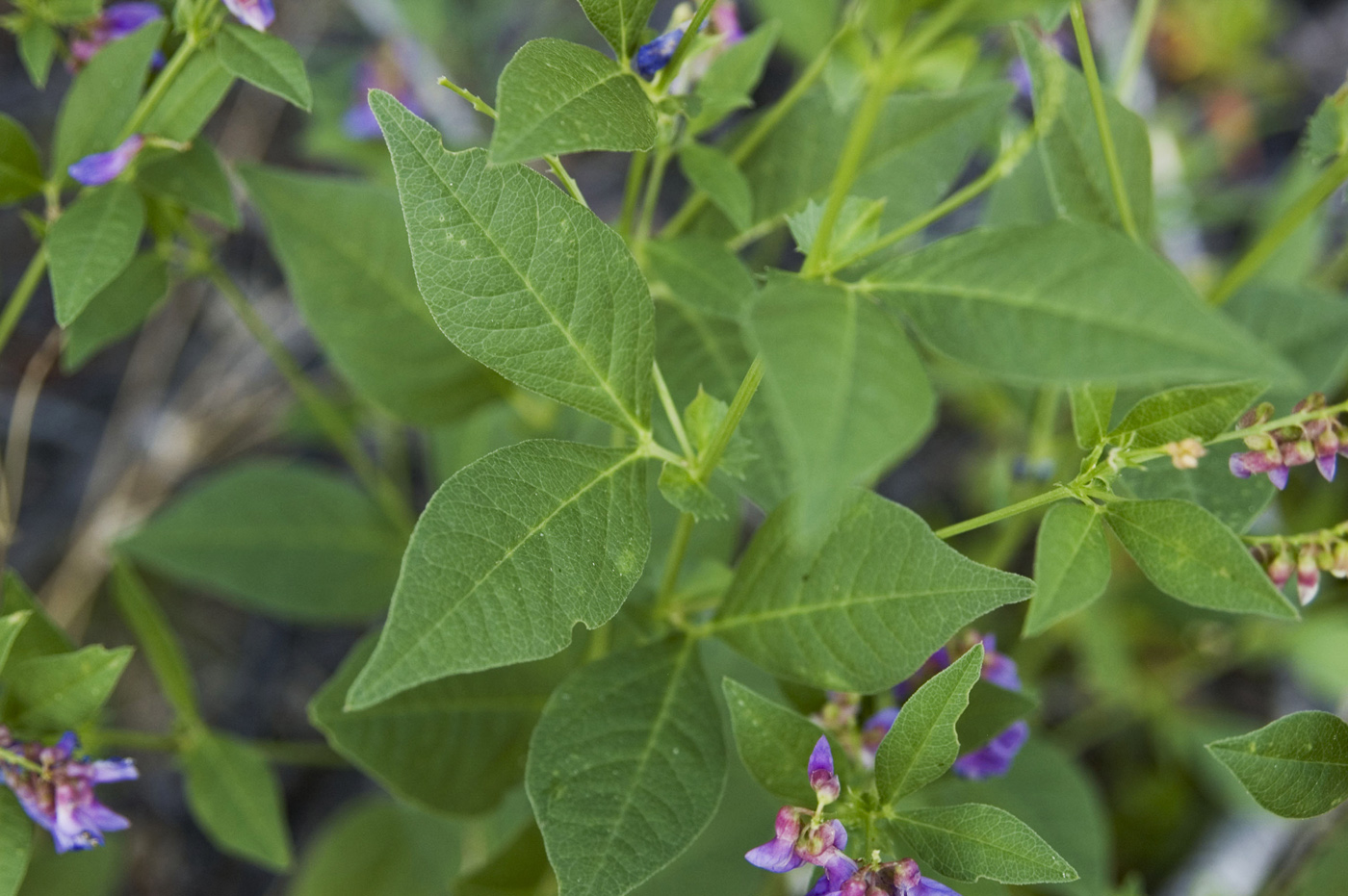 Image of Vicia unijuga specimen.