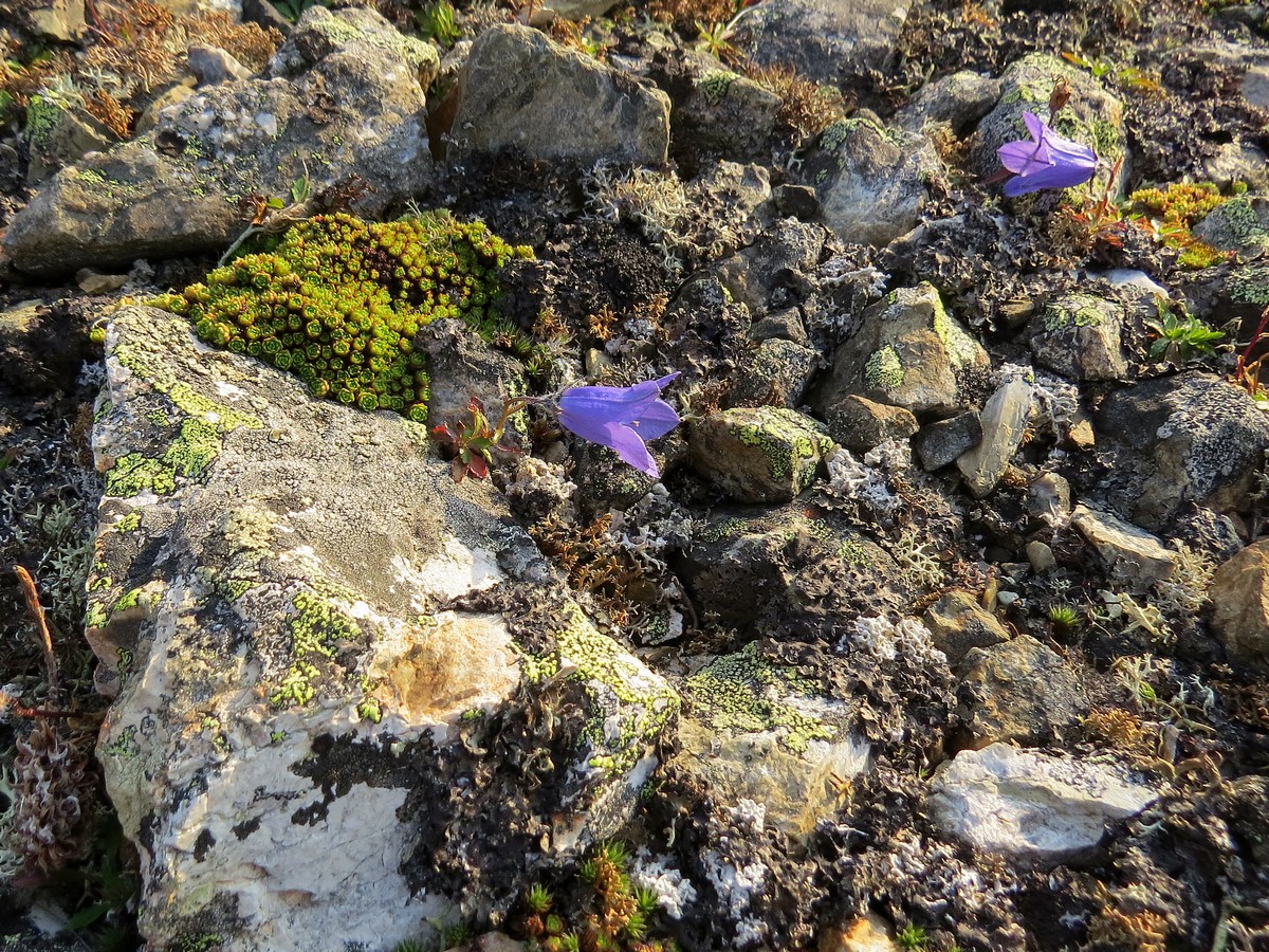 Изображение особи Campanula lasiocarpa.