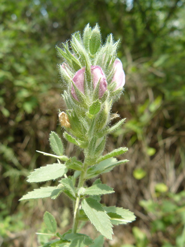 Image of Ononis arvensis ssp. spinescens specimen.