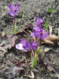 Crocus heuffelianus