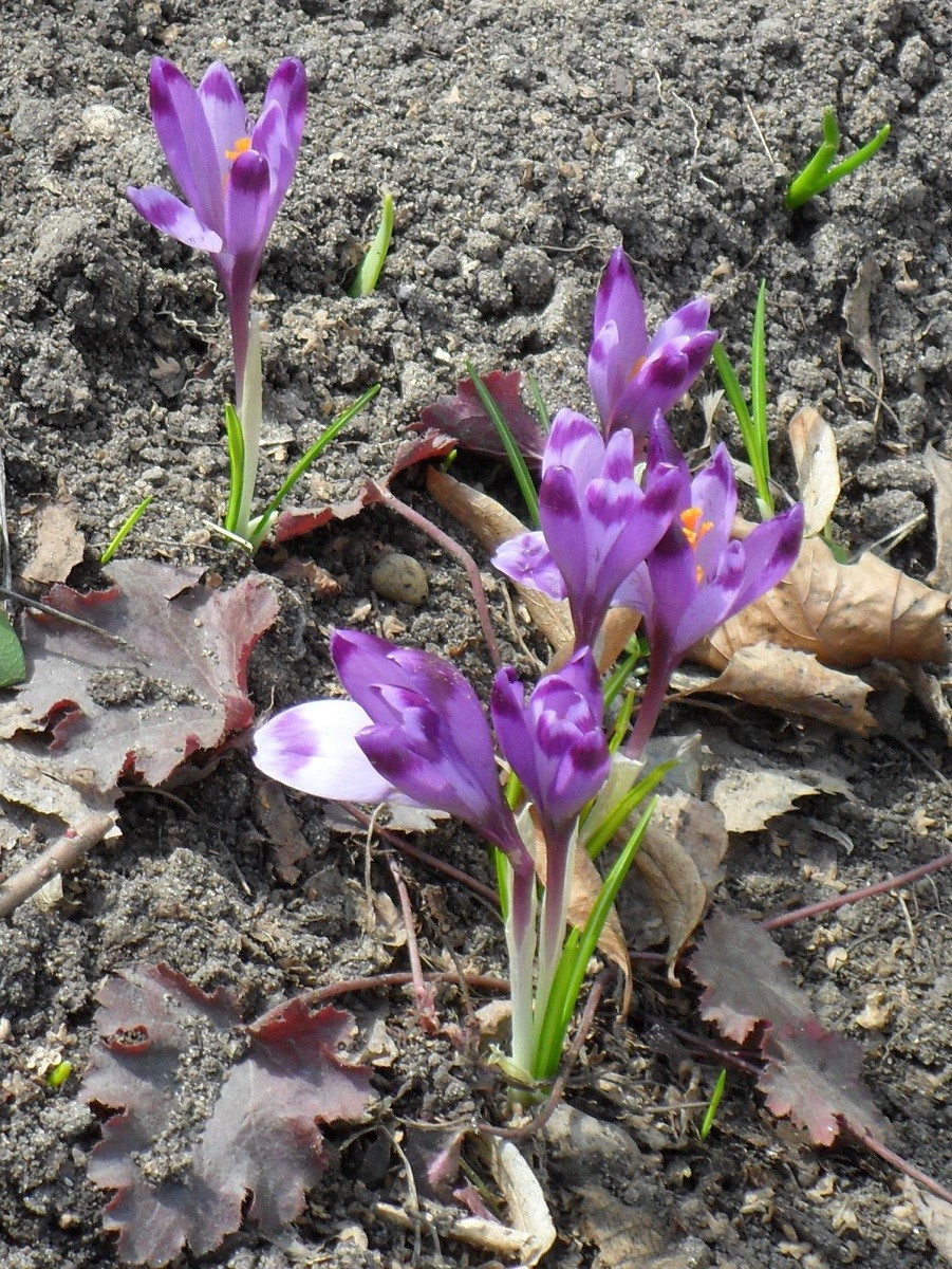 Image of Crocus heuffelianus specimen.