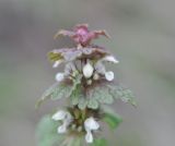 Lamium galactophyllum. Верхушка цветущего растения. Турция, ил Эрзурум, окр. крепости Тортум-Калеси, на конусе выноса у подножия скалы, на которой стоит крепость. 21.04.2019.