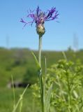 Centaurea tanaitica