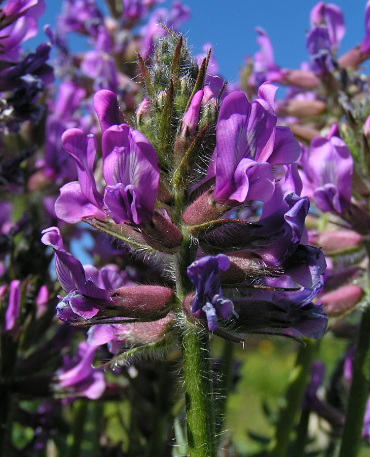 Image of Oxytropis strobilacea specimen.