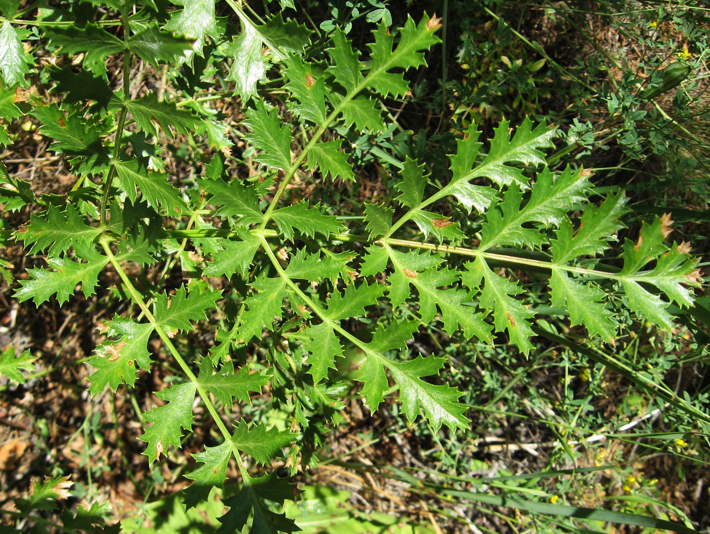 Image of Seseli libanotis specimen.