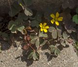 genus Oxalis. Часть цветущего растения. Краснодарский край, МО город-курорт Сочи, Адлерский р-н, м-н Адлер, набережная в устье р. Мзымта. 1 октября 2019 г.