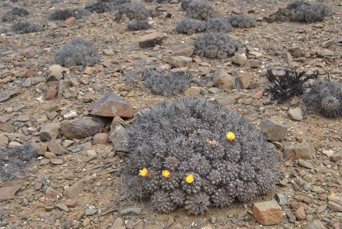 Изображение особи Copiapoa fiedleriana.