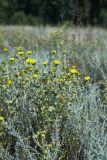 Grindelia squarrosa