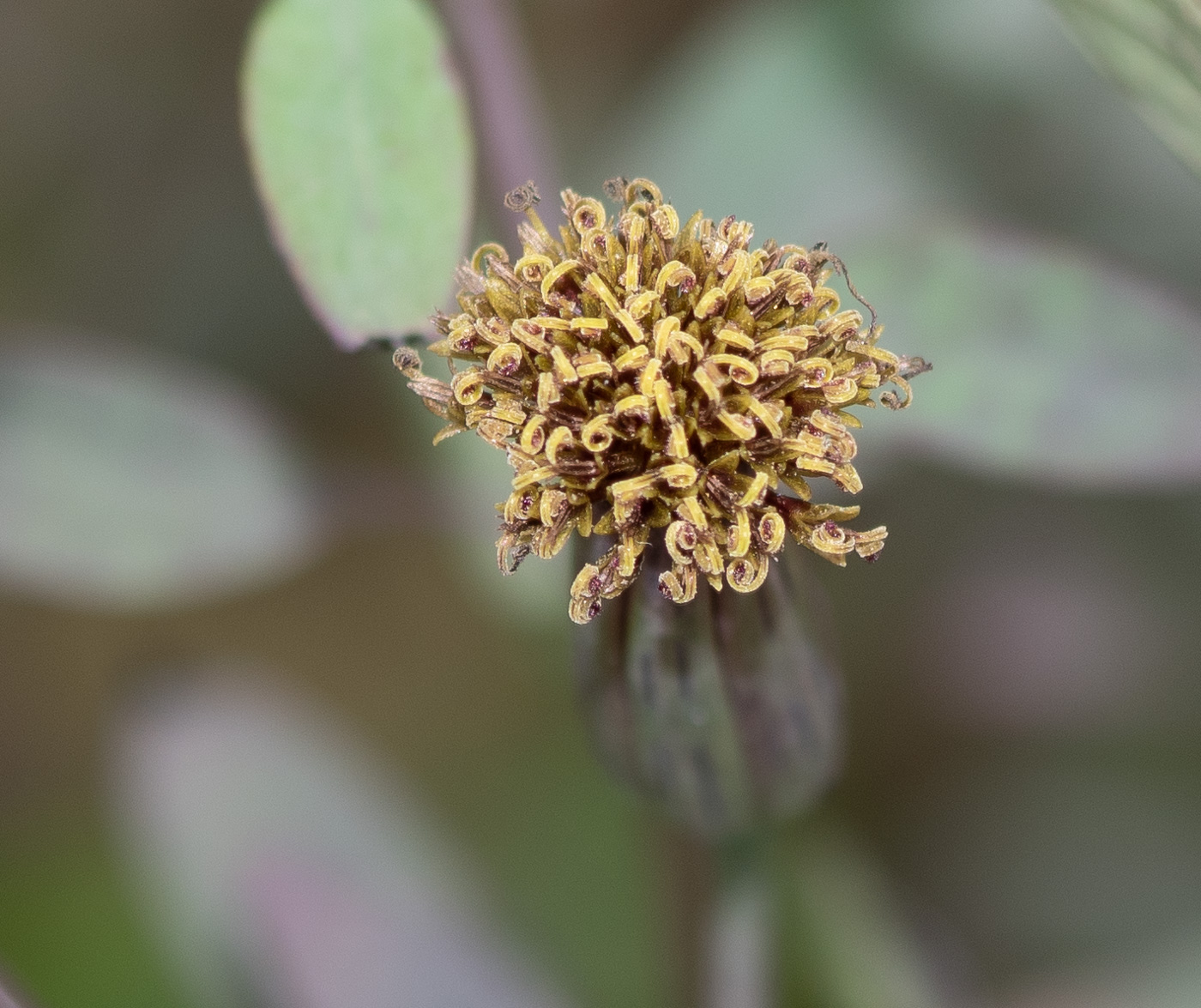 Image of Porophyllum ruderale specimen.