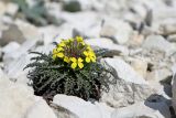 Erysimum callicarpum. Зацветающее растение. Краснодарский край, м/о г. Новороссийск, гора Лысая, заброшенный мергелевый карьер, щебнистая россыпь. 21.03.2020.