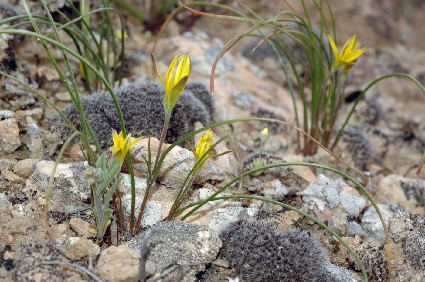 Image of Gagea reticulata specimen.