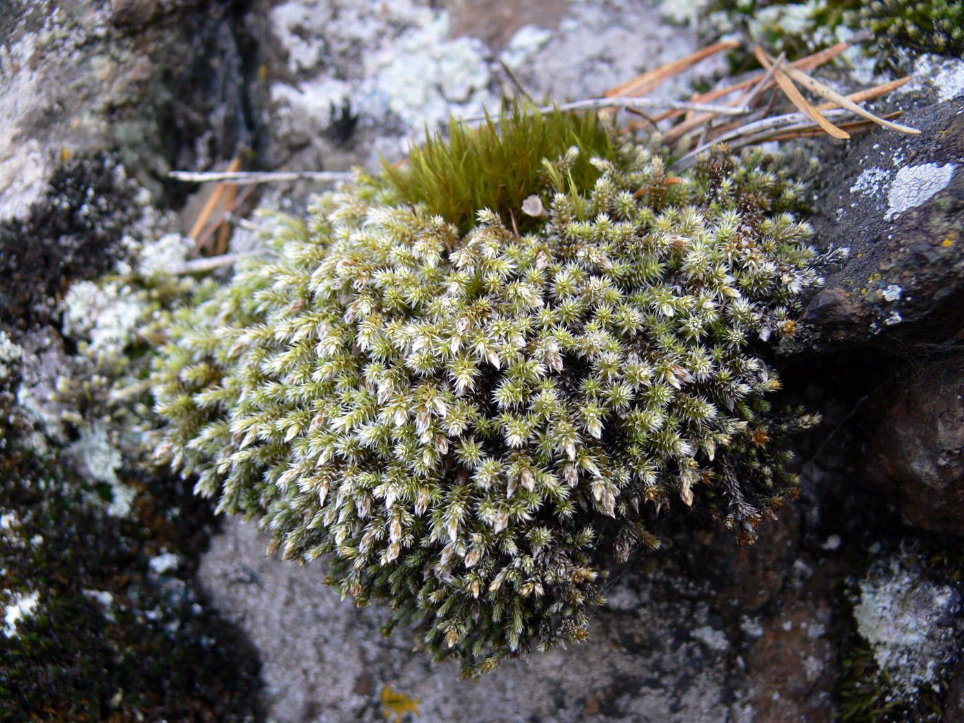 Изображение особи Hedwigia ciliata.