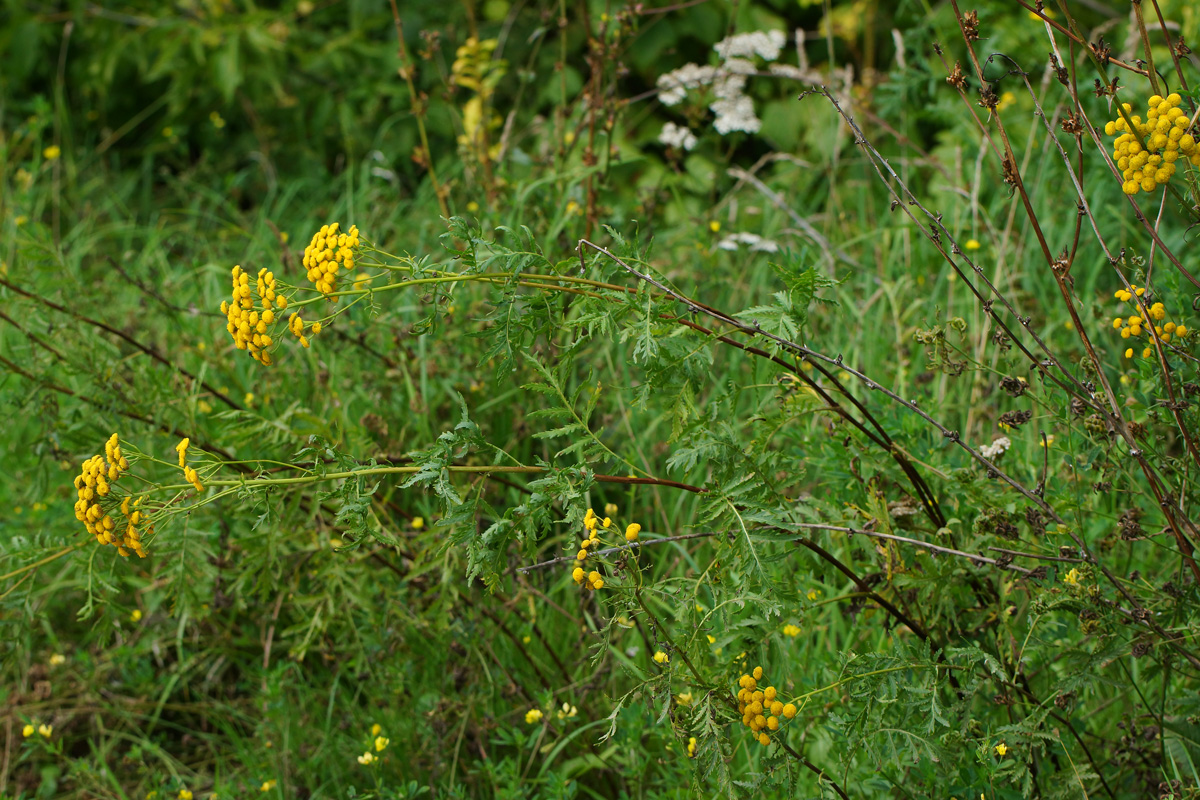 Image of Tanacetum vulgare specimen.