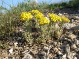 Alyssum lenense