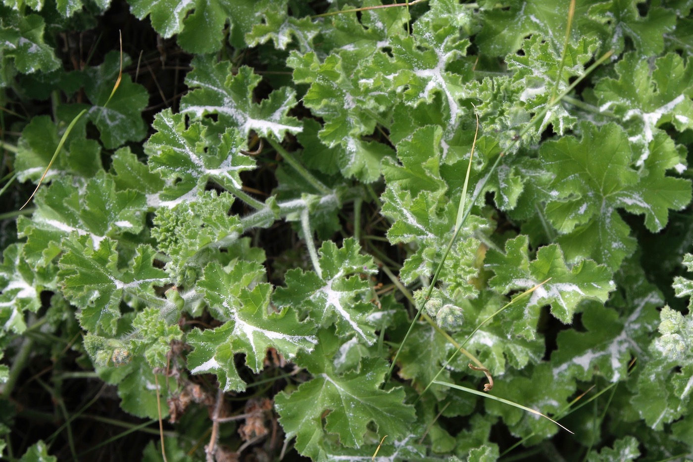 Image of Pelargonium capitatum specimen.