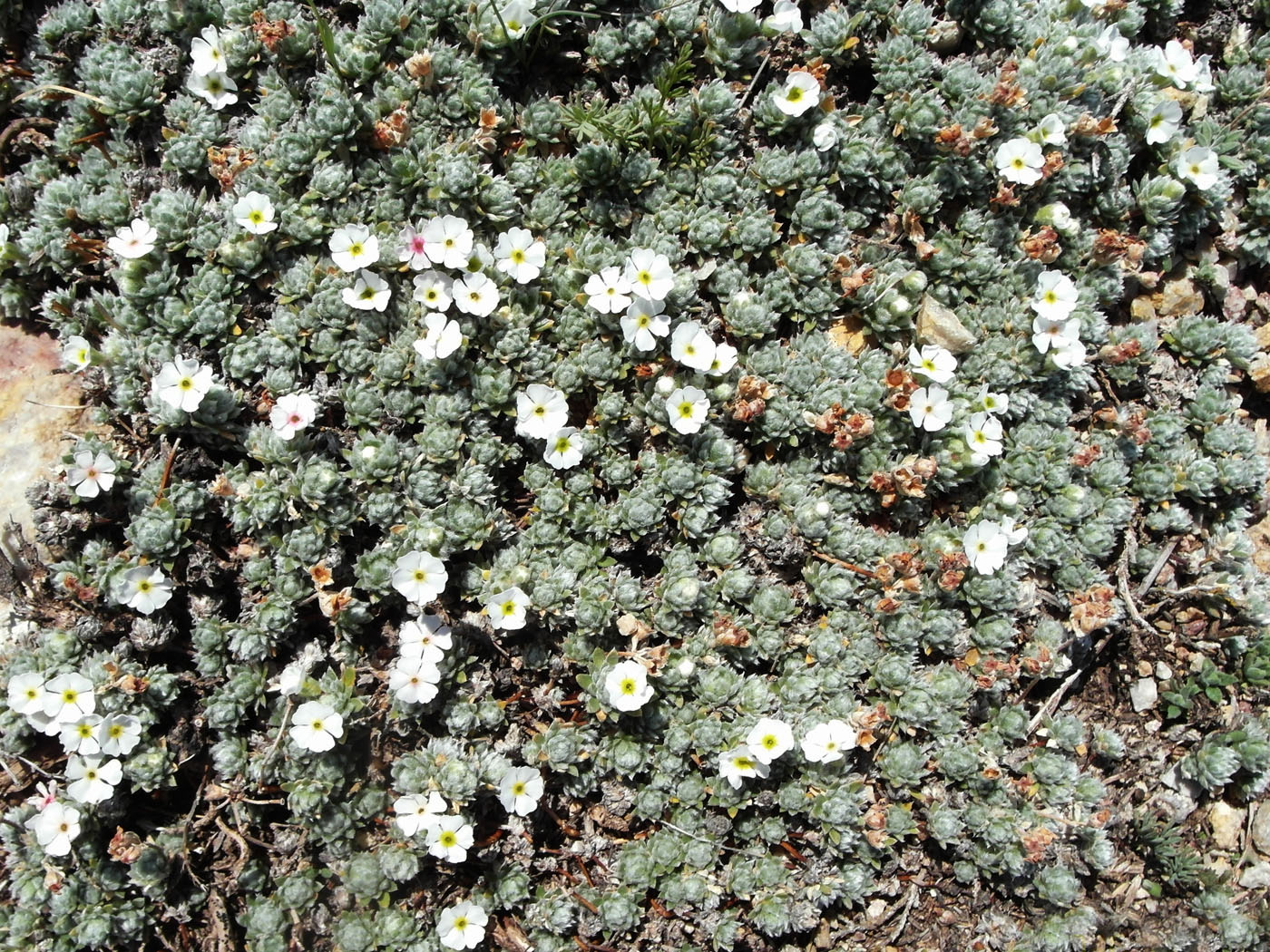 Image of Androsace ovczinnikovii specimen.