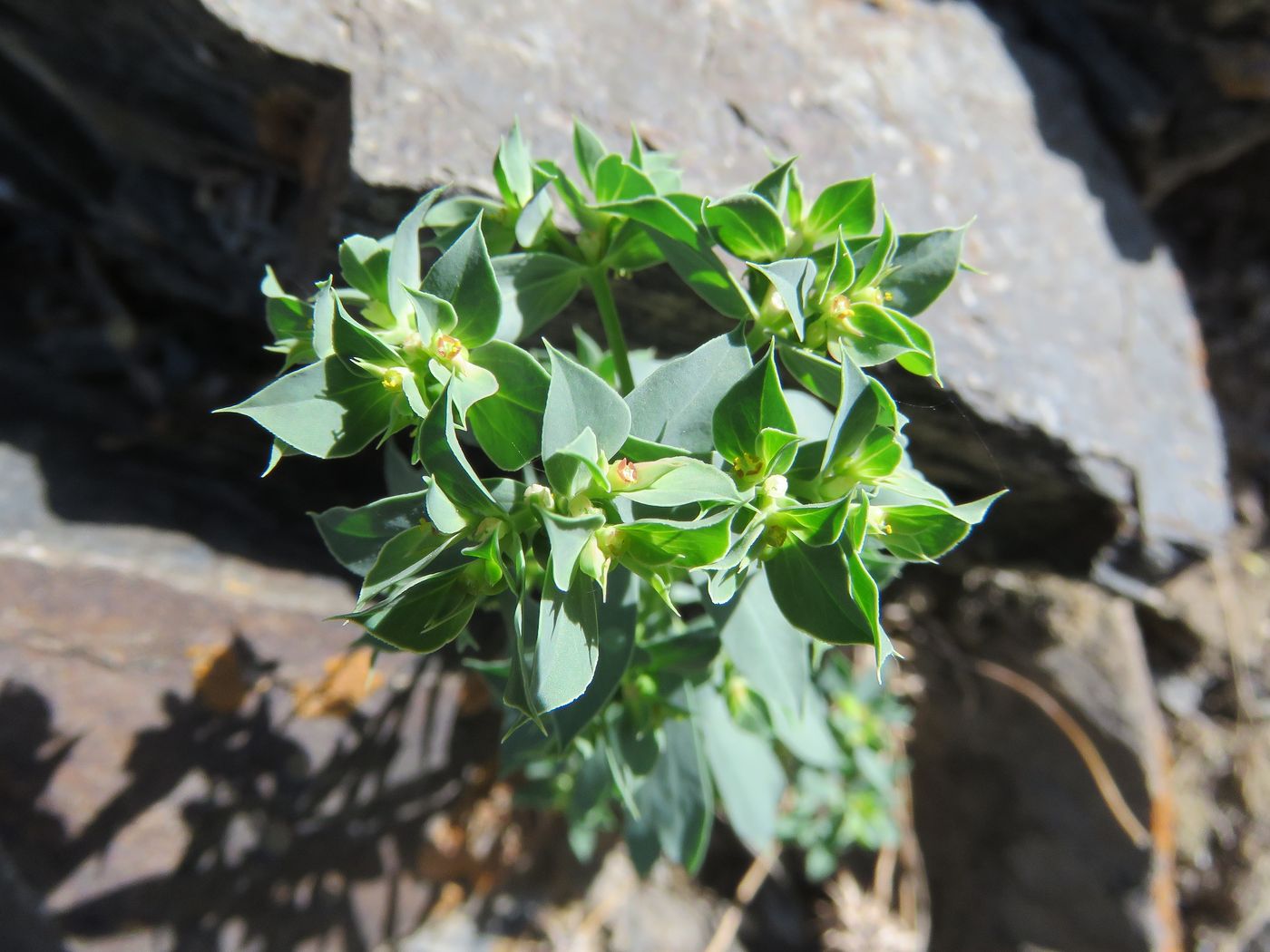 Изображение особи Euphorbia falcata.