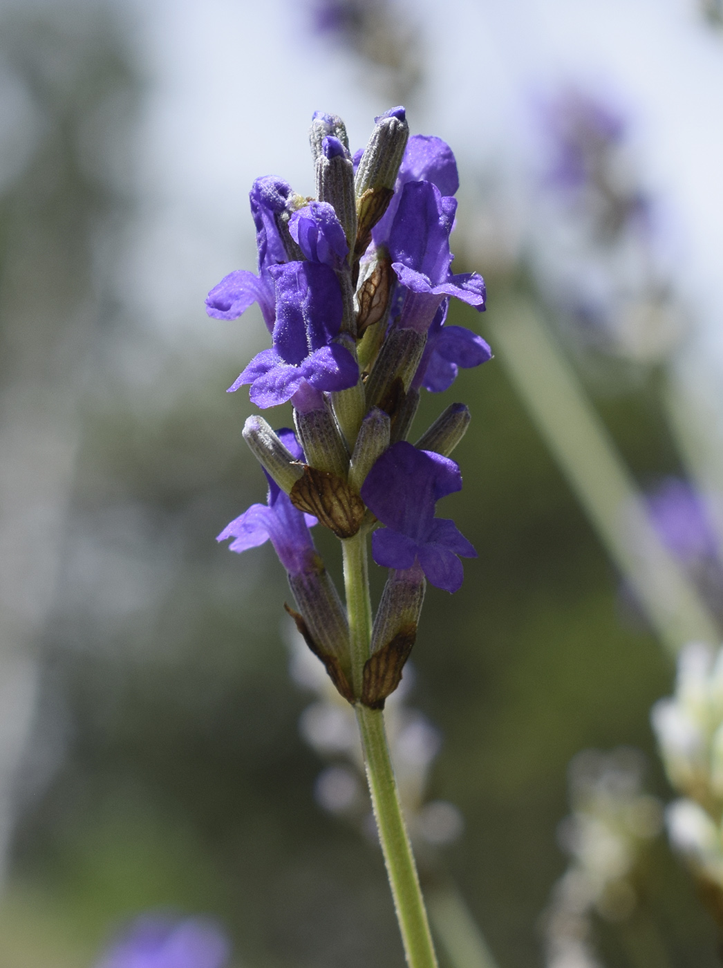 Image of Lavandula angustifolia ssp. pyrenaica specimen.