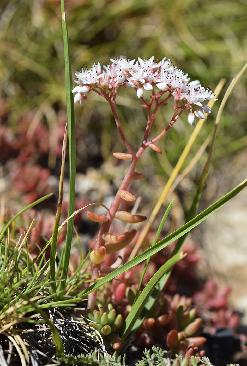 Изображение особи Sedum album.