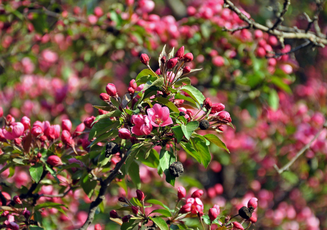 Image of Malus &times; purpurea specimen.