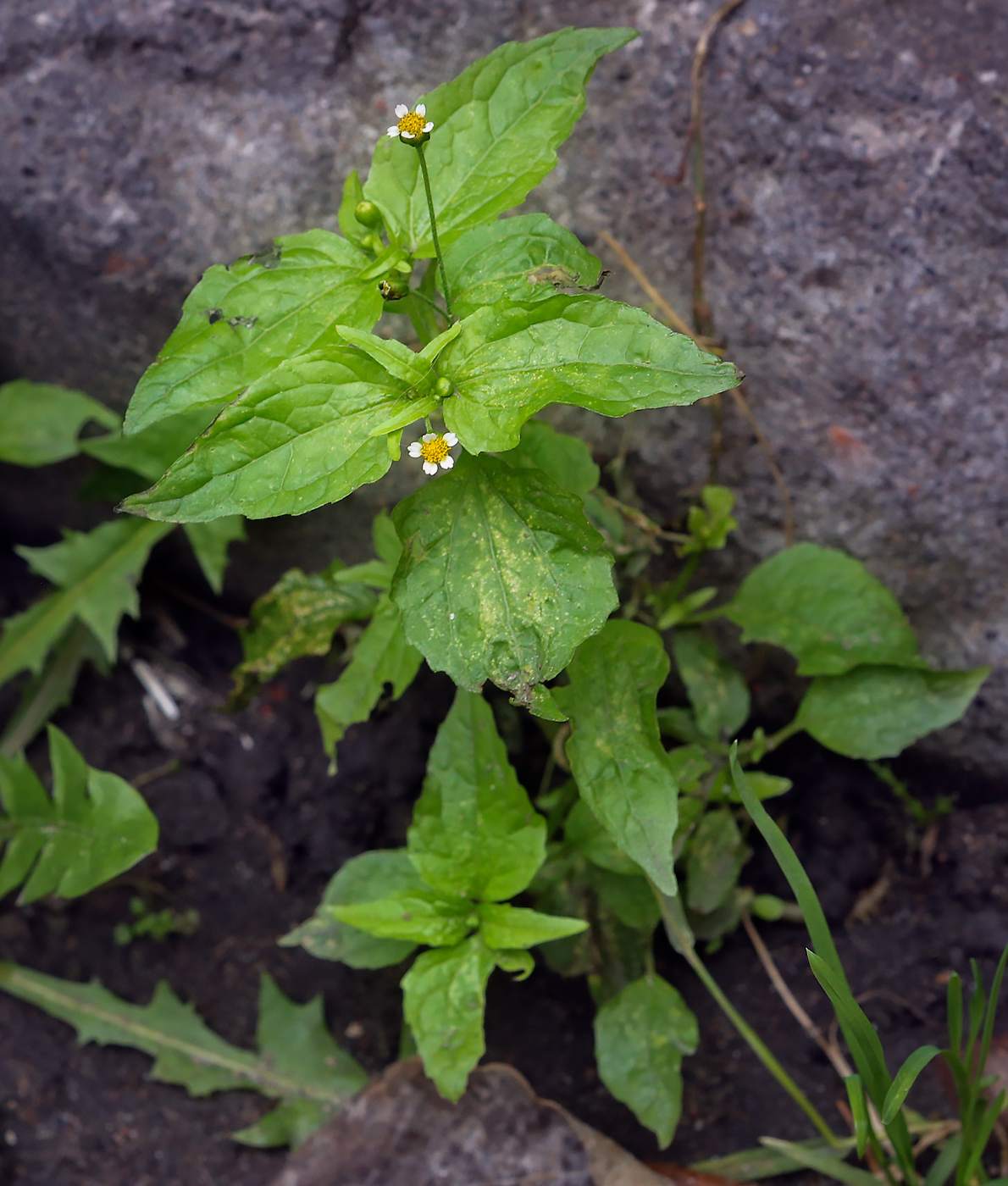 Image of Galinsoga parviflora specimen.