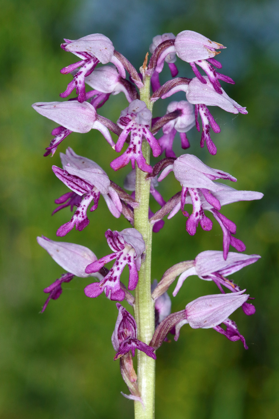 Image of Orchis militaris specimen.