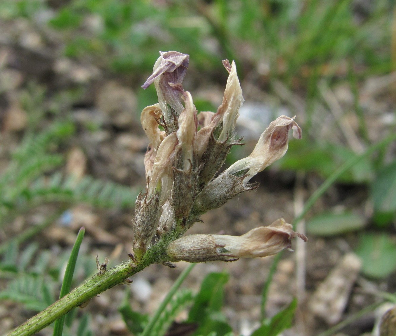 Image of Astragalus captiosus specimen.