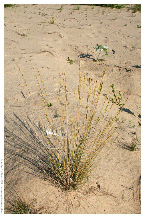 Изображение особи Festuca polesica.