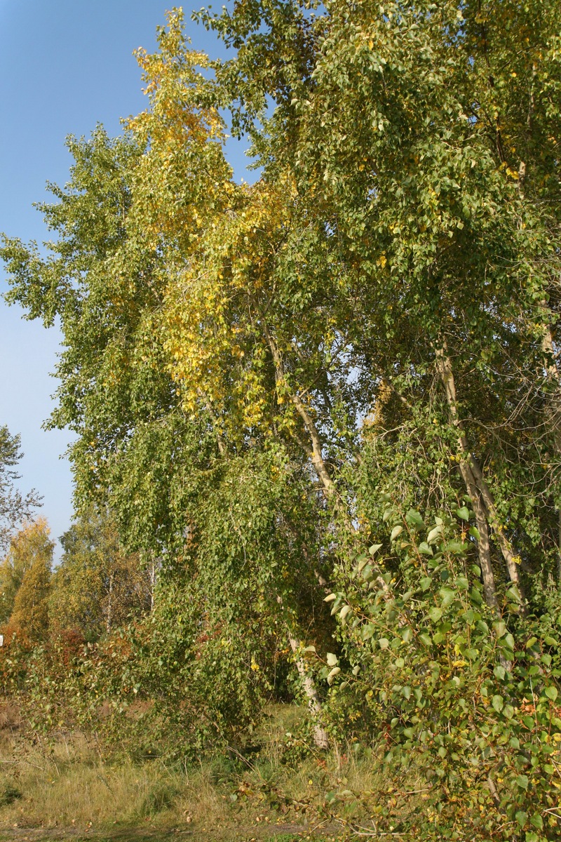 Image of genus Populus specimen.