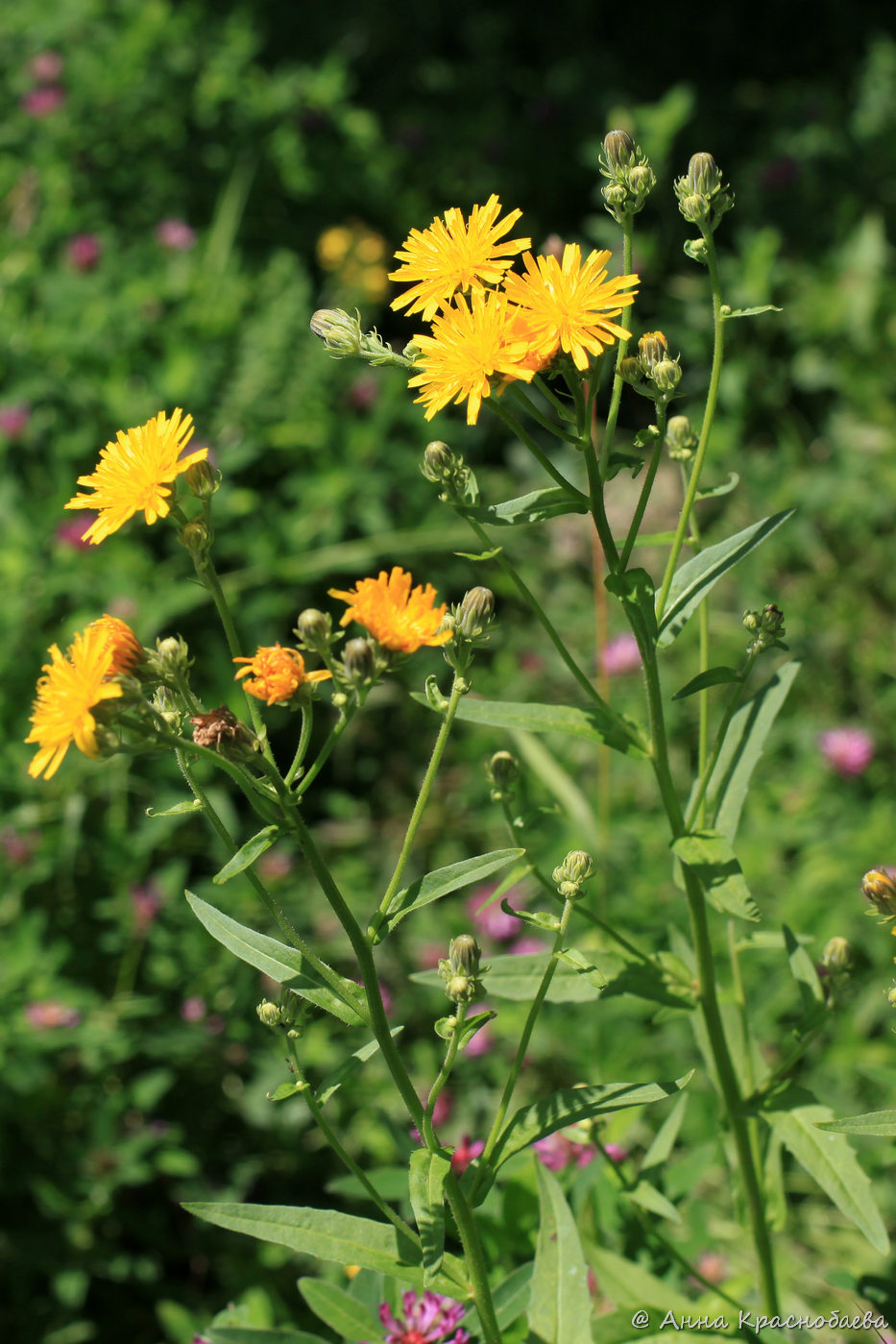 Image of Picris hieracioides specimen.