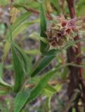 Stachys palustris