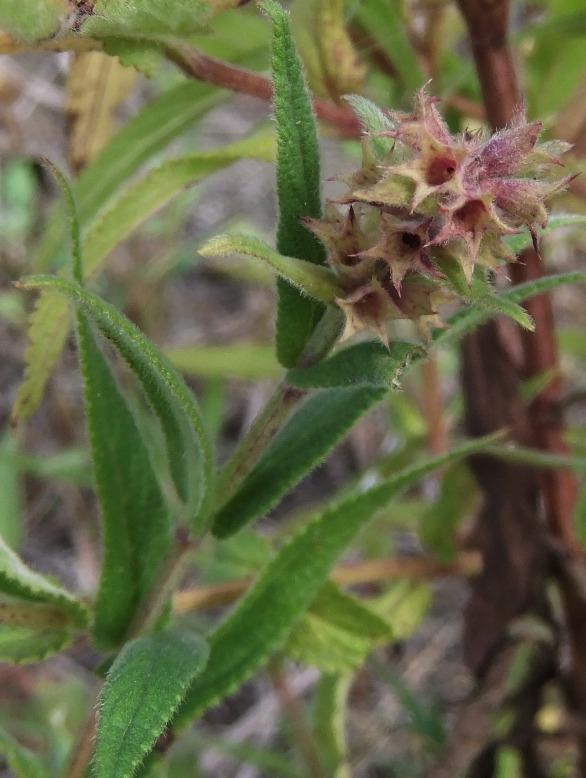 Изображение особи Stachys palustris.