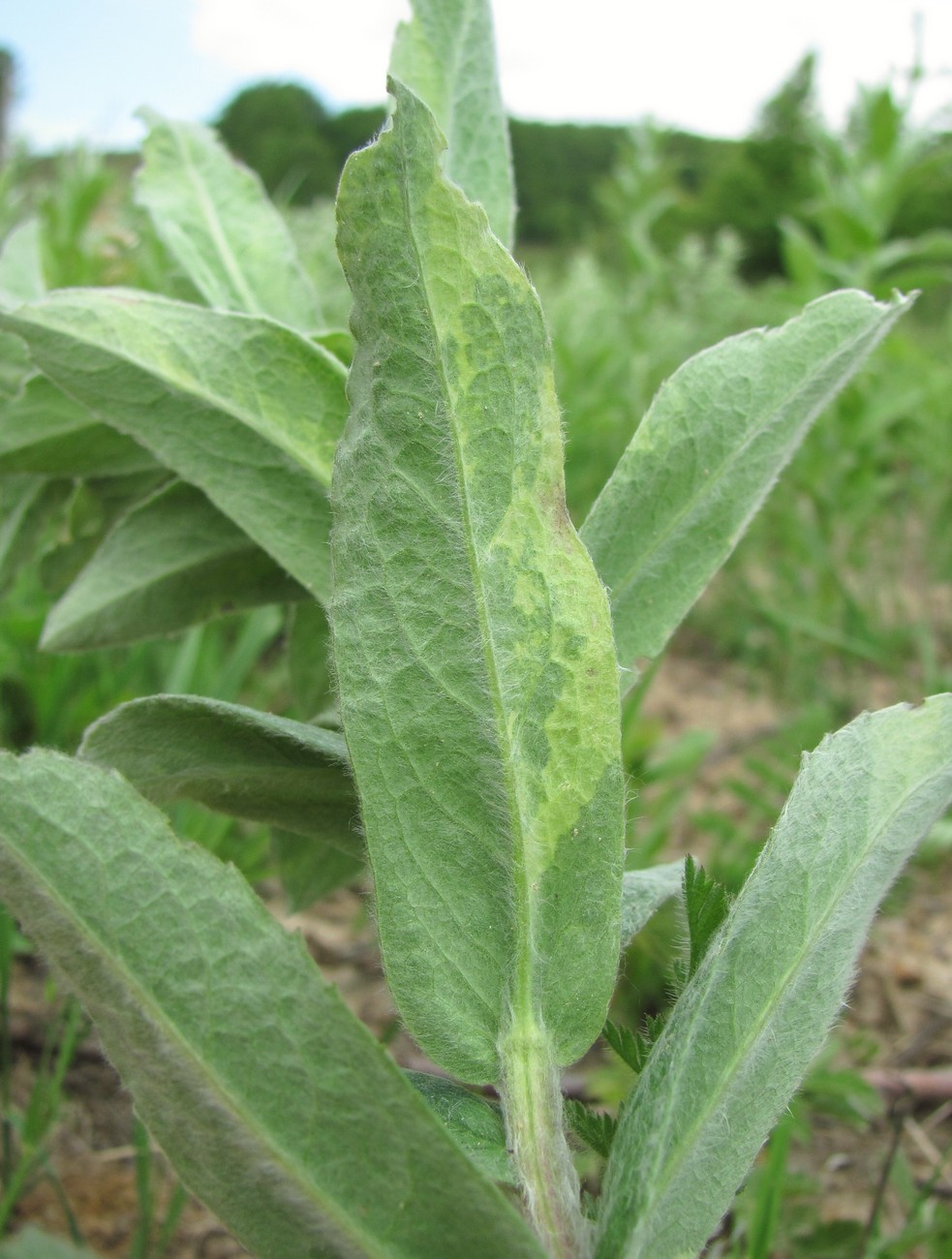 Изображение особи Inula germanica.