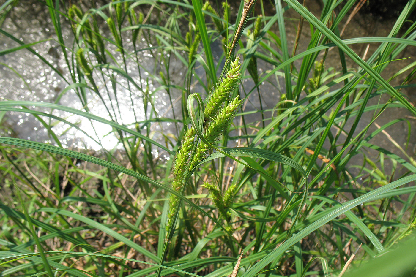 Image of Carex atherodes specimen.