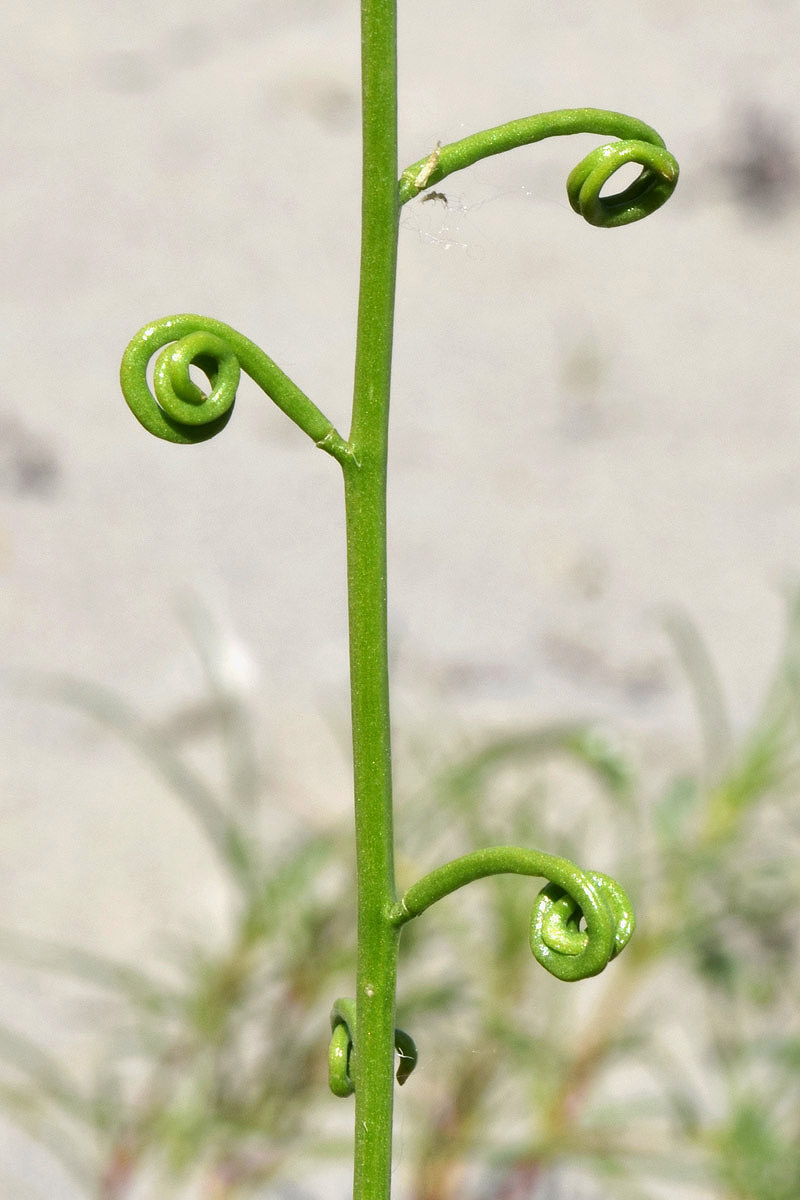 Image of Streptoloma desertorum specimen.