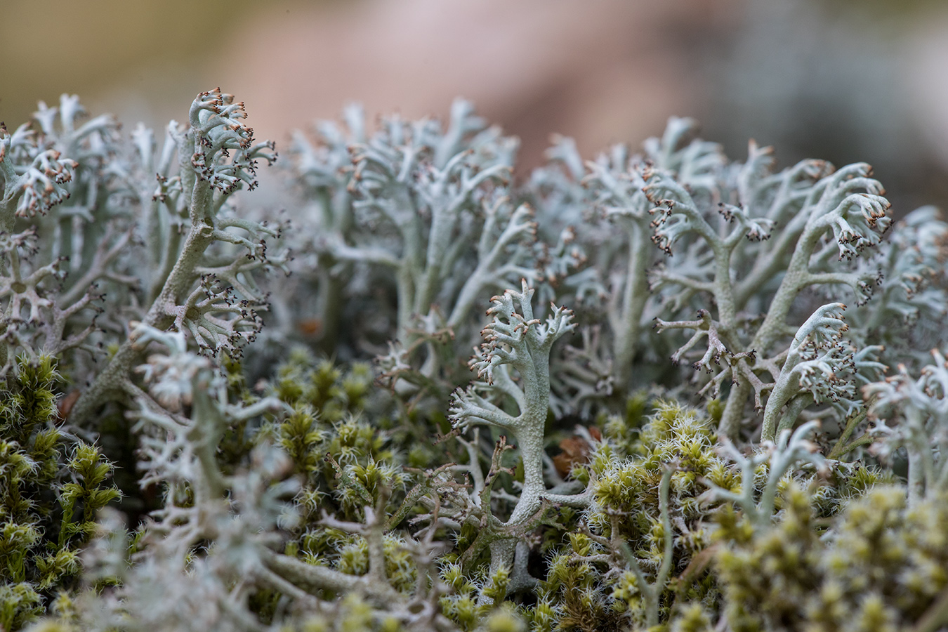 Image of Cladonia rangiferina specimen.