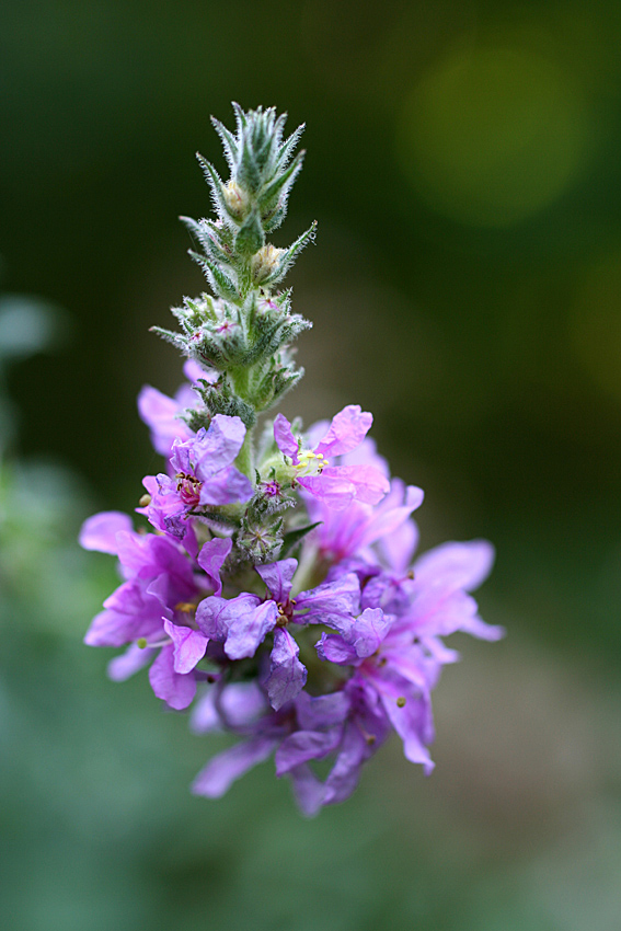 Image of Lythrum tomentosum specimen.