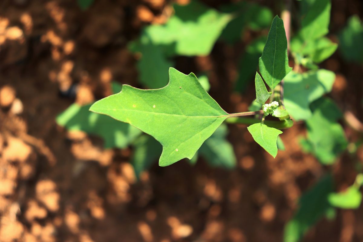 Image of Chenopodium acerifolium specimen.