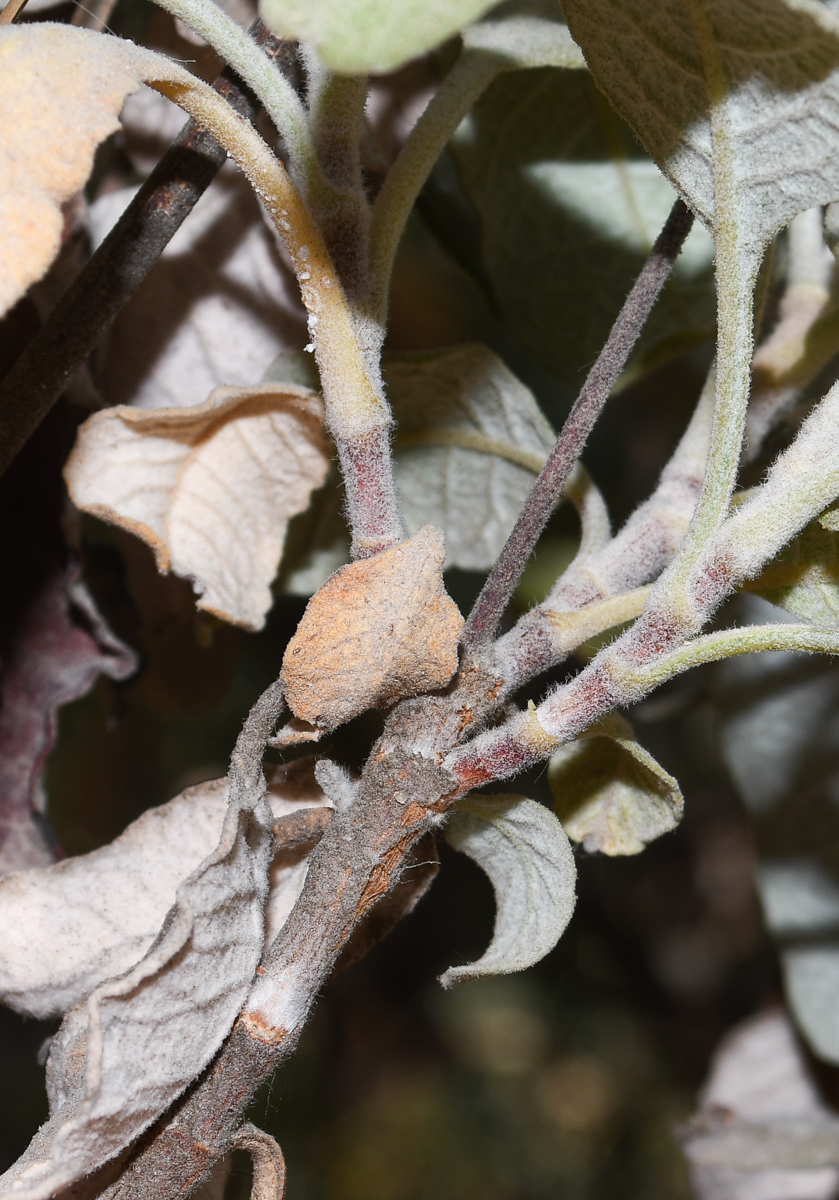 Image of Eriogonum giganteum specimen.