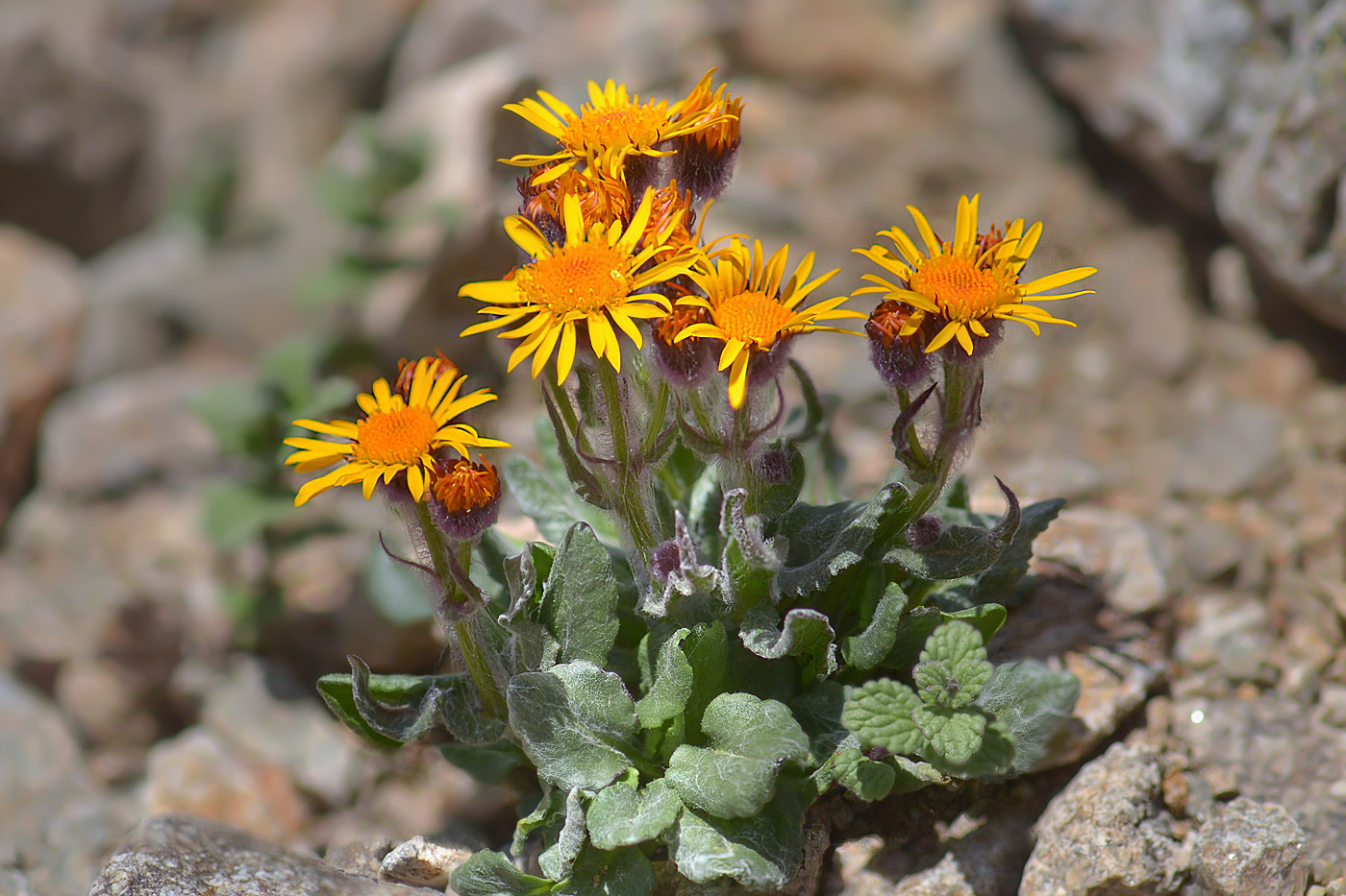 Image of Tephroseris karjaginii specimen.