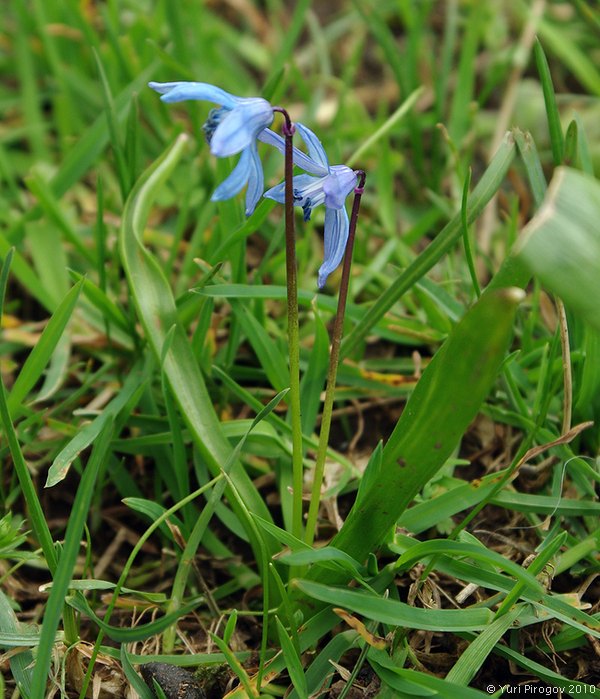 Image of Scilla caucasica specimen.