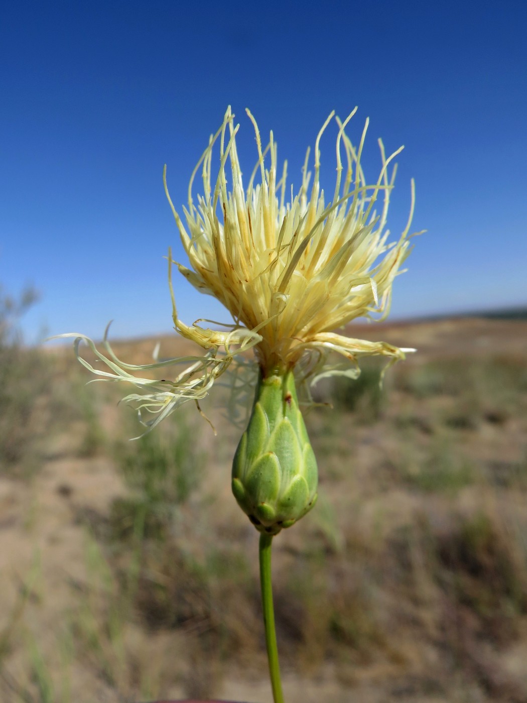 Image of Rhaponticoides zaissanica specimen.