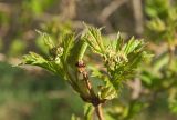 Viburnum opulus. Верхушка побега с распускающимися генеративными почками. Северная Осетия, Ирафский р-н, турбаза \"Порог неба\", хр. Танадор, западное подножие горы Кубус, около 1700 м н.у.м., заросли кустарника. 03.05.2022.