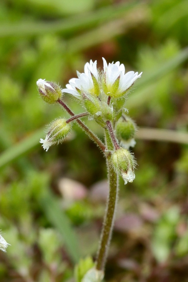 Image of Cerastium semidecandrum specimen.