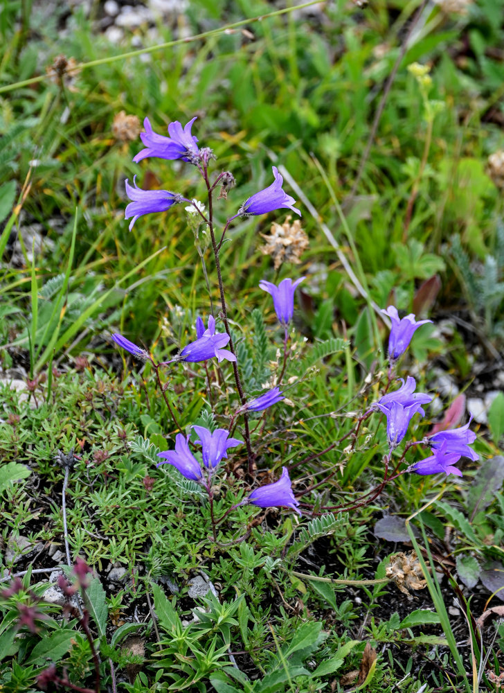 Изображение особи Campanula hohenackeri.