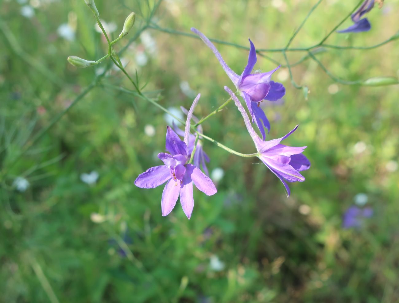 Image of Delphinium consolida specimen.