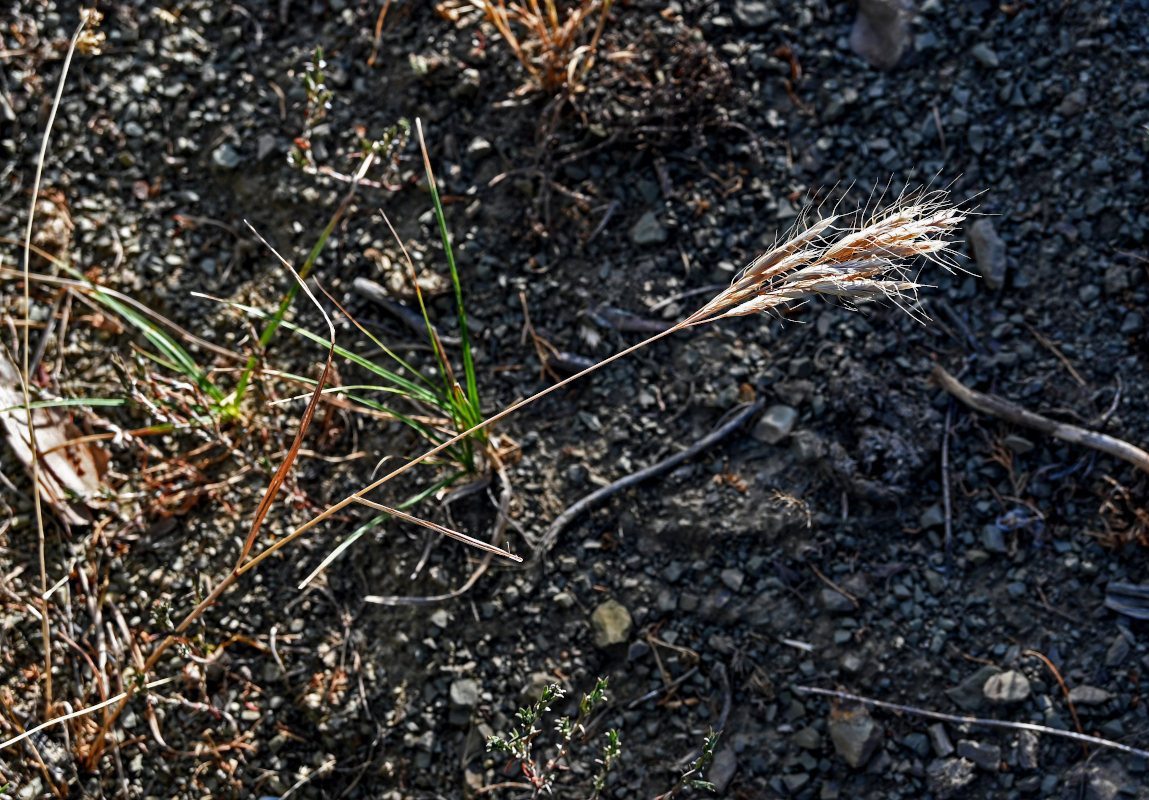 Изображение особи Bromus danthoniae.