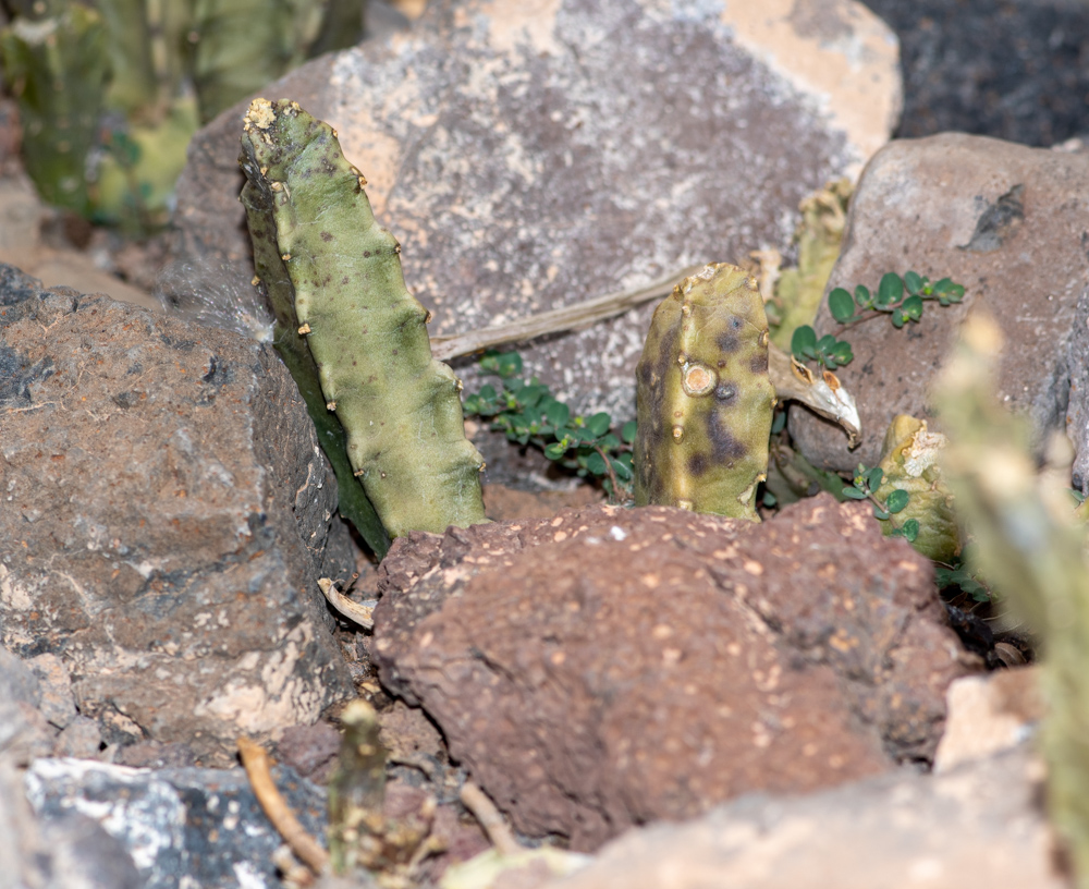 Image of Apteranthes burchardii specimen.