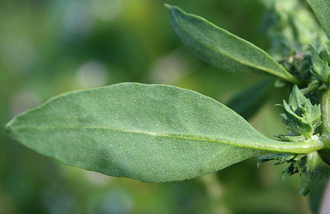 Image of Atriplex kuzenevae specimen.